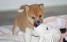 Molto sani cuccioli di shiba inu disponibili  Molto sani cuccioli di shiba inu disponibili