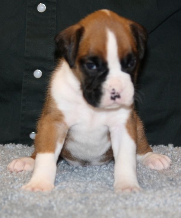 Regalo boxer cuccioli disponibile per l adozione 