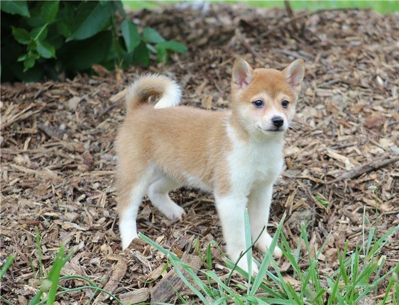 Regalo Cuccioli di Shiba inu  in pronta consegna i cuccioli verranno Dato dopo 90 giorni dalla nasci