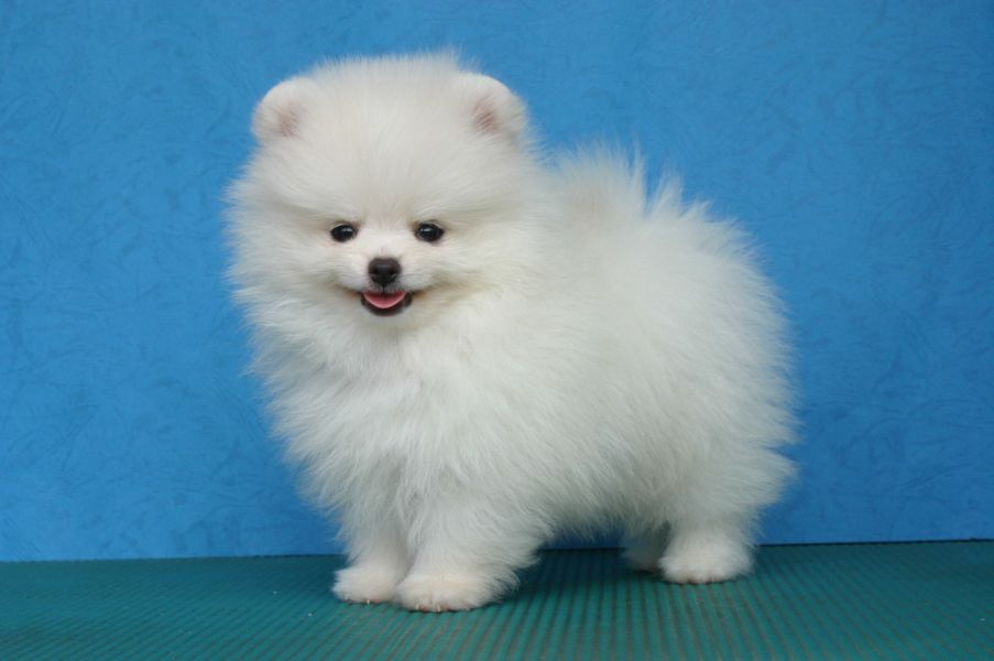  Regalo Volpino Pomerania cuccioli
