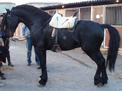 Bella frisone cavallo  in vendita 