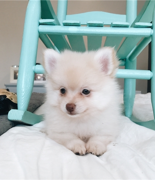 Regalo Volpini cuccioli di pomerania Piccoli