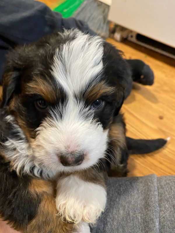Disponibili cuccioli di Bernedoodle in miniatura E-MAIL (marieiris783@gmail.com)