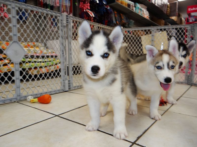 Cuccioli Siberian Husky in Regalo 