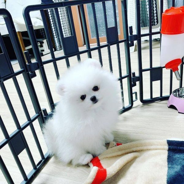 Cuccioli di Pomerania maschi e femmine