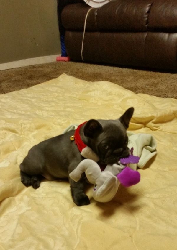 Regalo Bulldog francese cuccioliato disponibili