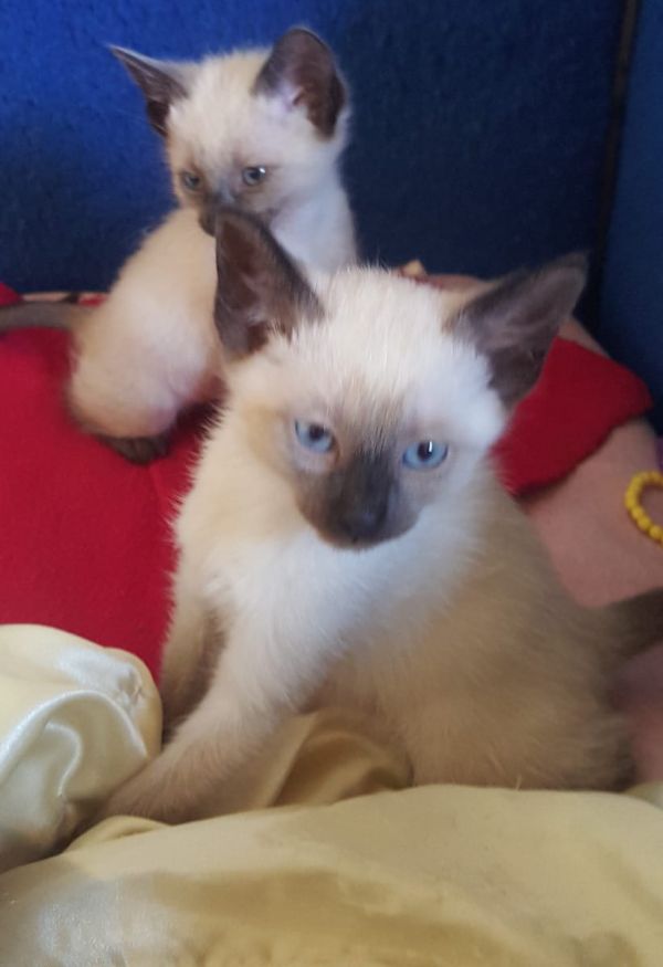  regalo siamese gattini  disponibili per l'adozione