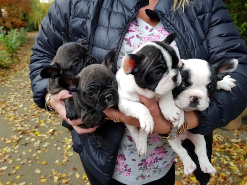 Regalo Cuccioli di Cane a Bulldog Francese
