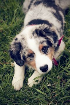 Cuccioli di AUSTRALIANO PASTORE  ( per regalo )