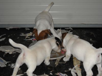 Jack Russell Terrier: disponibili cuccioli