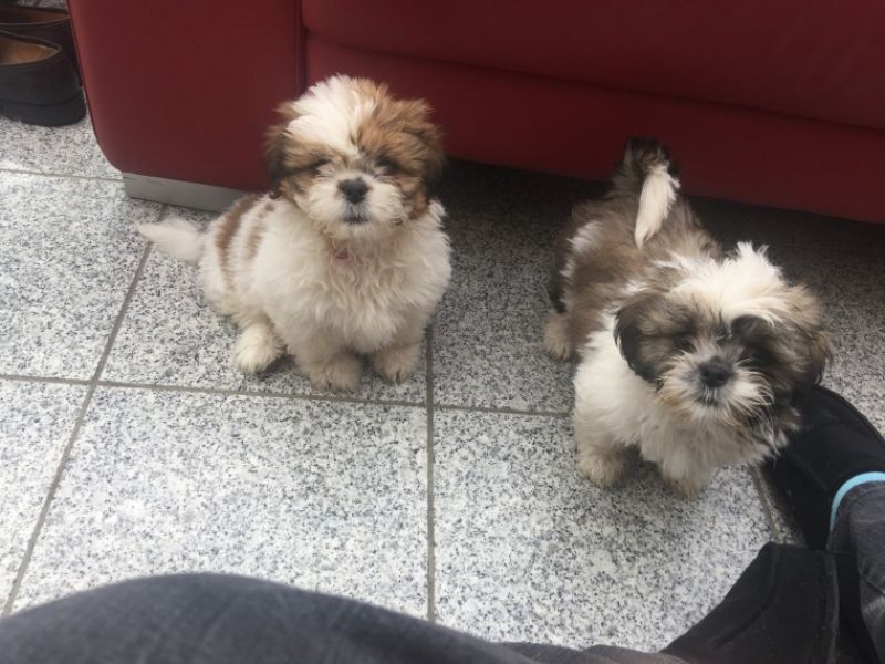 Regalo cuccioli di shitzu