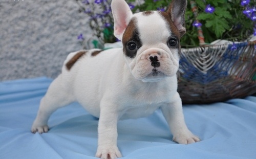 Regalo Cuccioli di Cane a Bulldog Francese