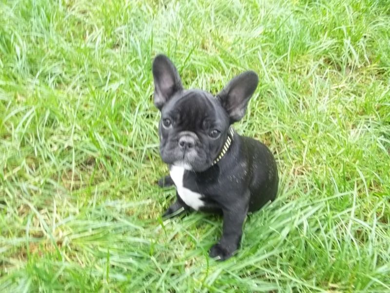  cuccioli di Bulldog Francese  ( Gratis )