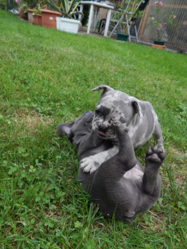 Cuccioli di razza bulldog francese per adozione 