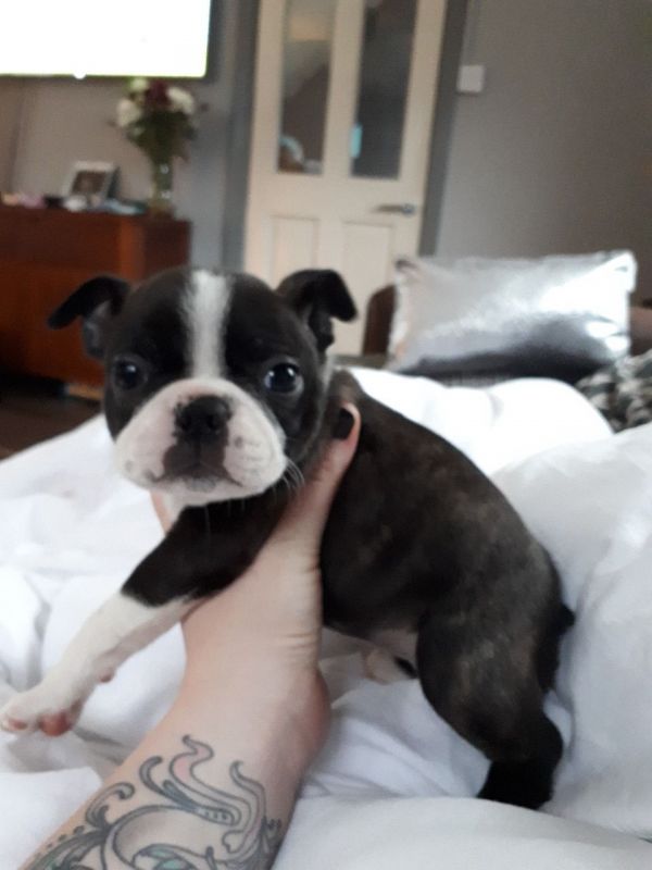 Cuccioli Boston terrier  regalo