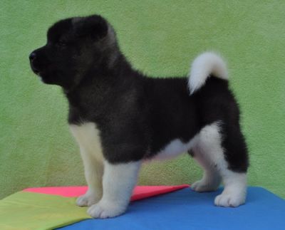 Cuccioli di Akita inu  ( Gratis )