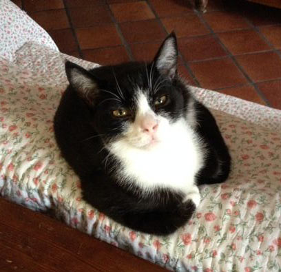 Minnie giovane gattina femmina