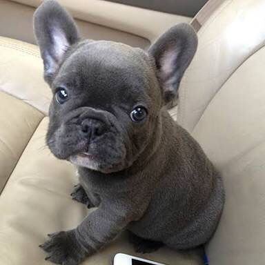 Cucciolo bulldog francese. Sto cercando una nuova casa
