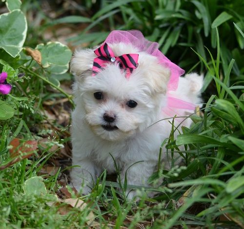Dolce cuccioli di  maltese toy  in cerca di una nuova casa.