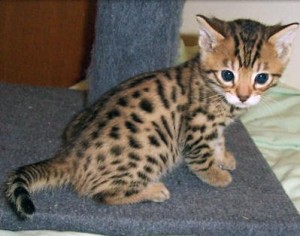 Adorabili cuccioli di bengala gattini femminucce e maschietti disponibili per l'adozione