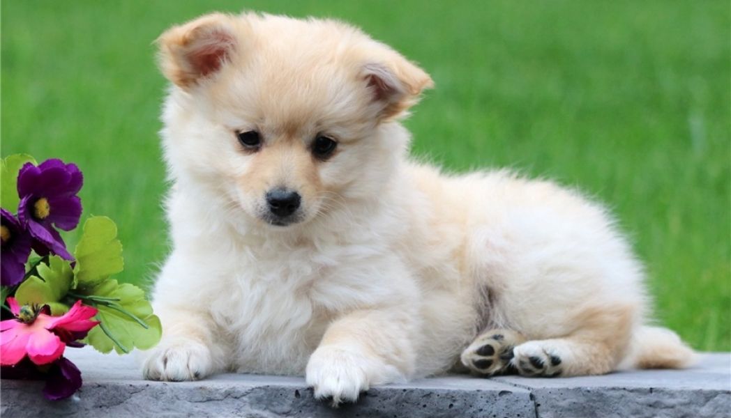 Regalo Cuccioli di volpino di pomerania