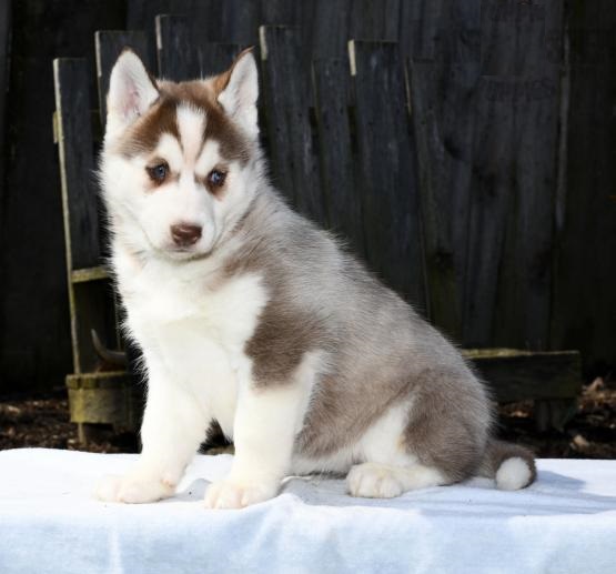 Regalo Husky Disponiamo di una cucciolata di Husky, i cuccioli verranno Dato dopo 90 giorni dalla na