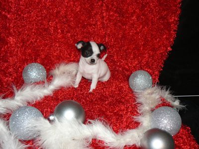 STUPENDI CUCCIOLI DI CHIHUAHUA
