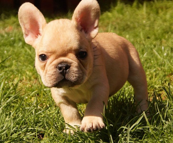  Adorabili cuccioli di Bulldog Francese femminucce e maschietti disponibili per l'adozione
