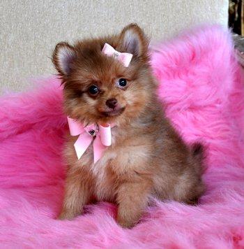 CUCCIOLI DI POMERANIA 