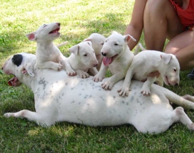  cuccioli di bull terrier  ( per regalo )