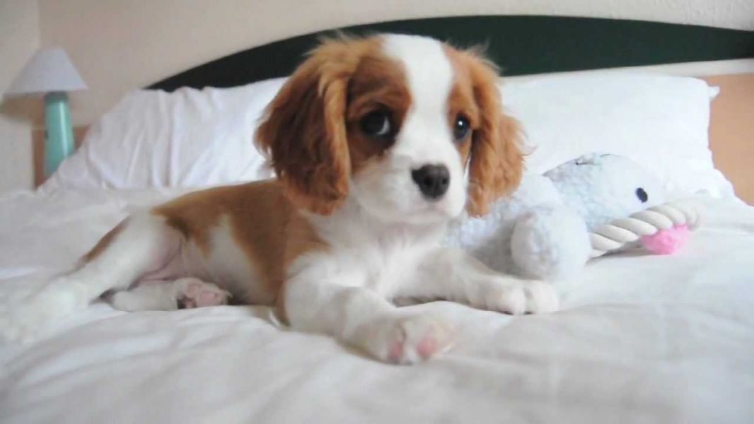 Adorali cuccioli di cavalier king femminucce e maschietti disponibili per l'adozione gratuita i cucc