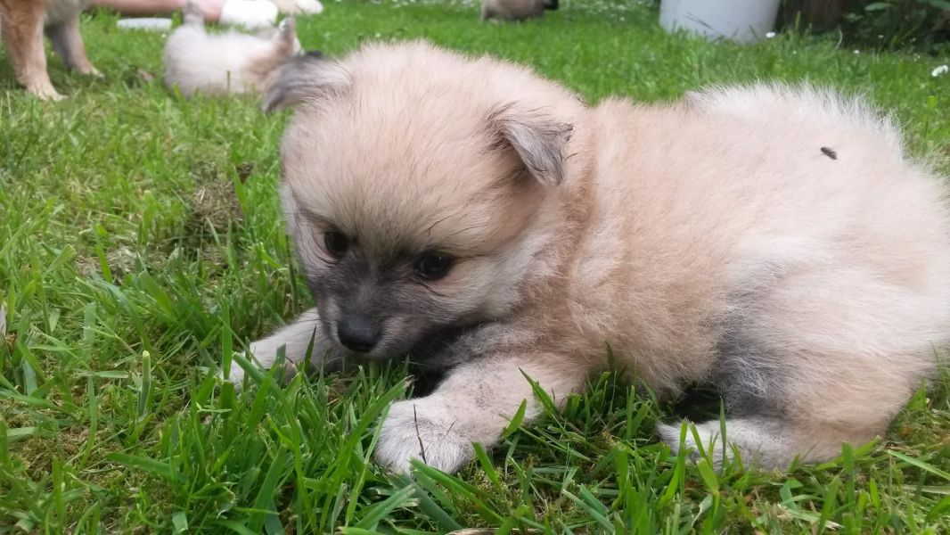  regalo cuccioli di volpino pomerania disponibili per l'adozione
