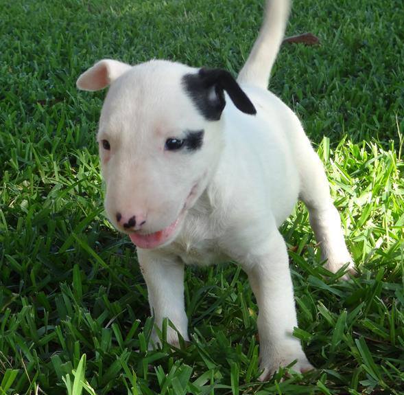 Molto bella e sani cuccioli di miniature bull terrier per adozione maschi e femmine disponibili (gra