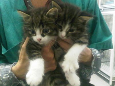 Gattini cuccioli a Olgiate Olona