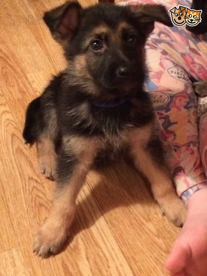 Regalo adorabili cuccioli pastore australiano femminucce e maschietti disponibili