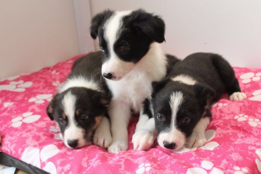 REGALO San Bernardo Cuccioli  Abbiamo due di questi cuccioli. un maschio e una femmina. sono molto s