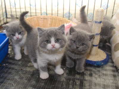 Tre adorabile e ben socializzati British gattini capelli corti per una buona casa.
