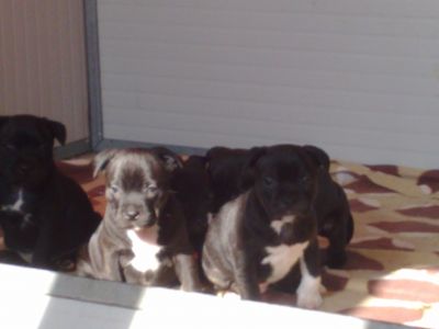 STAFFORDSHIRE BULL TERRIER CUCCIOLI