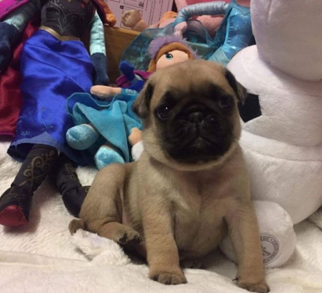 Abbiamo disponibili cuccioli di Carlino maschi e femmine I