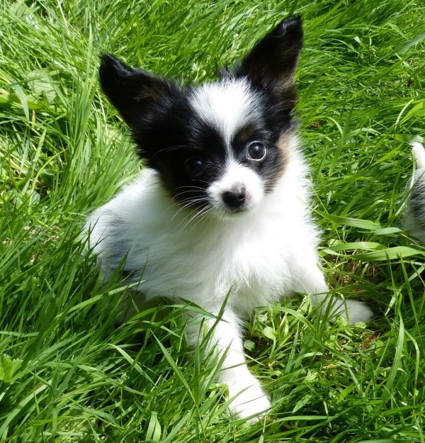 Molto bella e sani cuccioli di papillon per adozione maschi e femmine disponibili (gratis) per favor