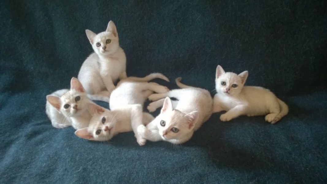 Adorabili gattini burmilla