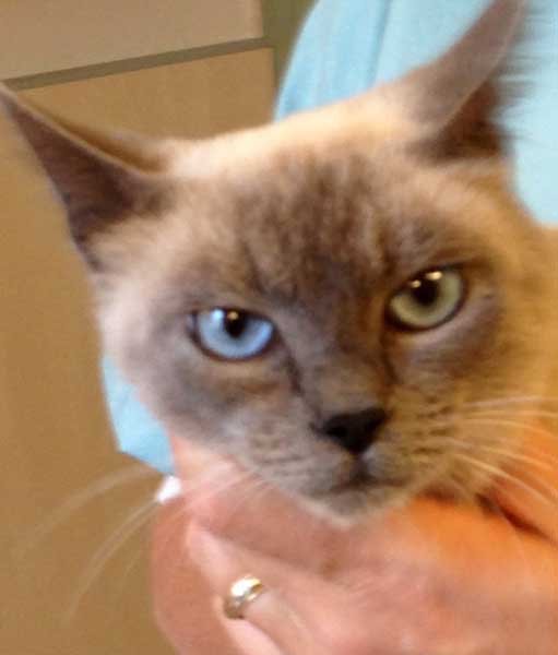 Rosita, giovane gatta siamese