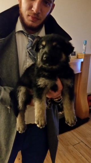  Regalo adorabili cuccioli pastore australiano femminucce e maschietti disponibili