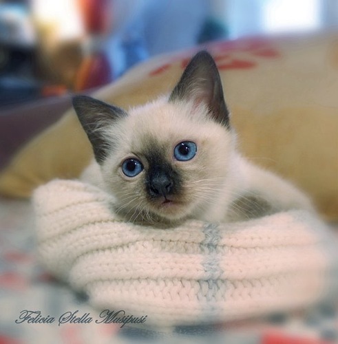 Pensione domestica per gatti e cat sitter a domicilio