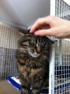 Mary giovane micia adulta tigrata felv+‏