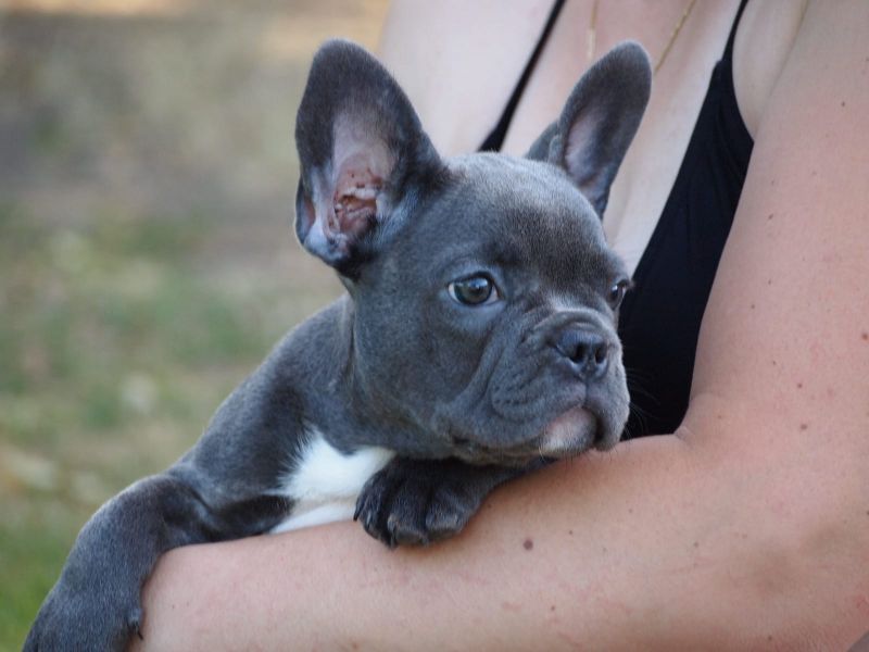 Molto bella e sani cuccioli di Bulldog Francese per adozione maschi e femmine disponibili (gratis) 