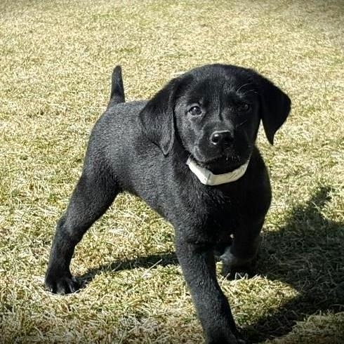Fantastici cuccioli di labrador in regalo