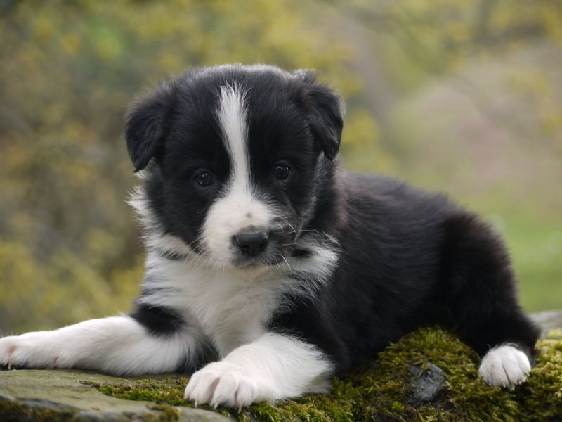 Adorabili cuccioli di border collie femminucce e maschietti disponibili
