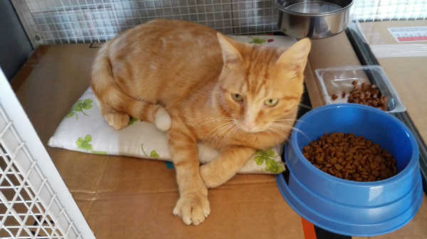 Elliot, gattone rosso