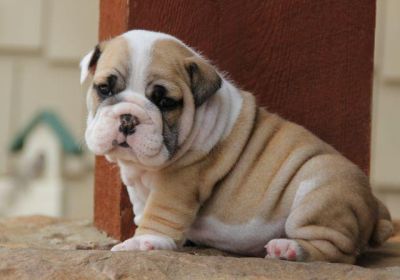 Bulldog inglese cuccioli disponibili ora